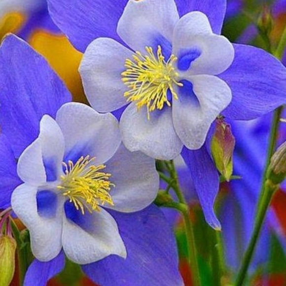 Meet your Posher, Pam - Picture 1 of 1